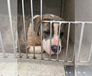 American Pit Bull Terrier-Unknown Mix Dogs for adoption in Oklahoma City, OK, USA