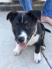 Small American Staffordshire Terrier-Border Collie Mix