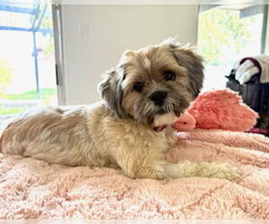 Shih Tzu Dogs for adoption in Menifee, CA, USA
