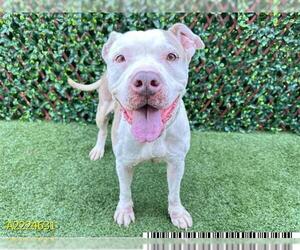 American Pit Bull Terrier Dogs for adoption in West Palm Beach, FL, USA