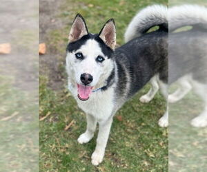 Siberian Husky Dogs for adoption in Riverside, CA, USA