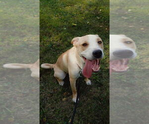 Labrador Retriever-Unknown Mix Dogs for adoption in Bolivar, MO, USA