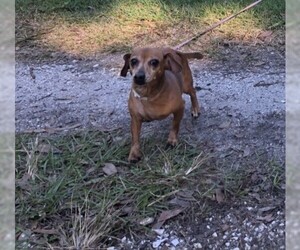 Dachshund Dogs for adoption in Palmetto, FL, USA