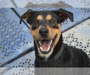Doberman Pinscher-Unknown Mix Dogs for adoption in Richmond, MO, USA