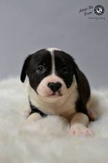American Staffordshire Terrier-Unknown Mix Dogs for adoption in White Marsh, MD, USA
