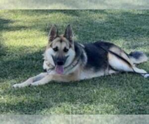 German Shepherd Dog-Unknown Mix Dogs for adoption in Las Vegas, NV, USA