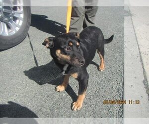 Small American Pit Bull Terrier Mix