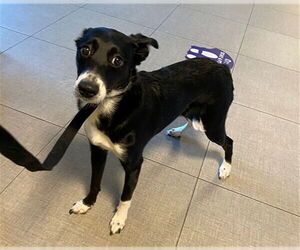 Border Collie-Unknown Mix Dogs for adoption in Rancho Cucamonga, CA, USA