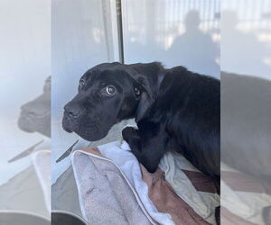 Mutt Dogs for adoption in Stockton, CA, USA