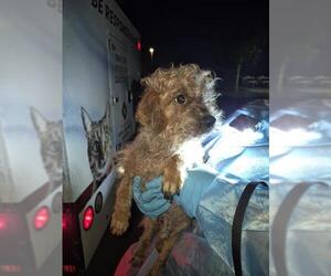 Poodle (Miniature)-Unknown Mix Dogs for adoption in San Antonio, TX, USA
