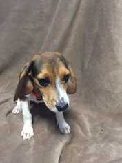 Beagle Dogs for adoption in Glen Haven, WI, USA