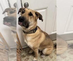 German Shepherd Dog-Unknown Mix Dogs for adoption in San Antonio, TX, USA