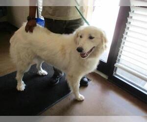 Great Pyrenees Dogs for adoption in Temple, TX, USA