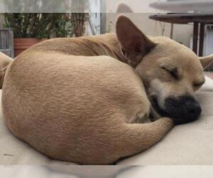 Chug Dogs for adoption in San Diego, CA, USA