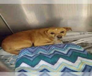 Chiweenie Dogs for adoption in Plano, TX, USA