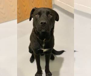 Labrador Retriever-Unknown Mix Dogs for adoption in Howell, MI, USA