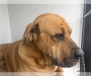 Mastiff-Unknown Mix Dogs for adoption in Houston, TX, USA