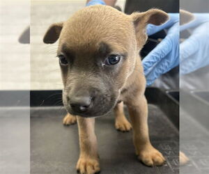 American Pit Bull Terrier-Unknown Mix Dogs for adoption in San Bernardino, CA, USA