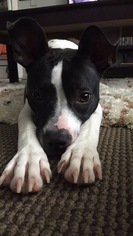 Boxer-Rat Terrier Mix Dogs for adoption in Northport, AL, USA