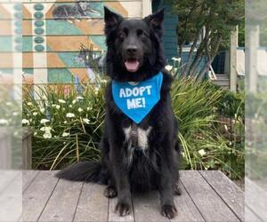 German Shepherd Dog Dogs for adoption in Pacific Grove, CA, USA