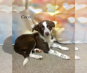 Border Collie Dogs for adoption in Chester, IL, USA