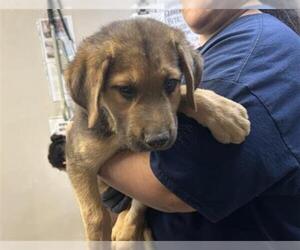 German Shepherd Dog-Unknown Mix Dogs for adoption in Visalia, CA, USA