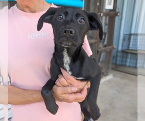 Lab-Pointer Dogs for adoption in Anniston, AL, USA