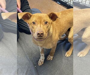 Mutt Dogs for adoption in Bolivar, MO, USA