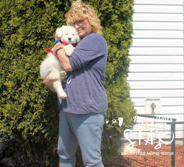 Medium Photo #1 Saint Bernard-Unknown Mix Puppy For Sale in Northville, MI, USA