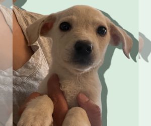 Chihuahua-Unknown Mix Dogs for adoption in Rockville, MD, USA