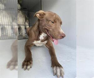 American Pit Bull Terrier-Unknown Mix Dogs for adoption in Houston, TX, USA