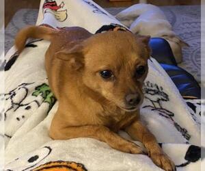Chihuahua Dogs for adoption in Guilford, CT, USA