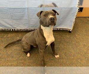 American Pit Bull Terrier Dogs for adoption in Lindon, UT, USA