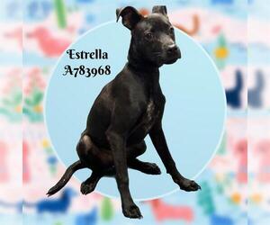 Chihuahua-Unknown Mix Dogs for adoption in San Antonio, TX, USA