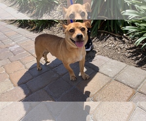 Pembroke Welsh Corgi Dogs for adoption in Long Beach, CA, USA