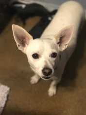 Jack Chi Dogs for adoption in Tucson, AZ, USA