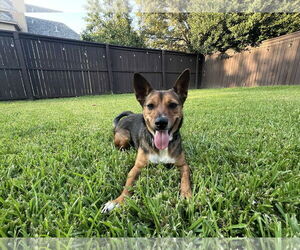 Mutt Dogs for adoption in Dallas, TX, USA