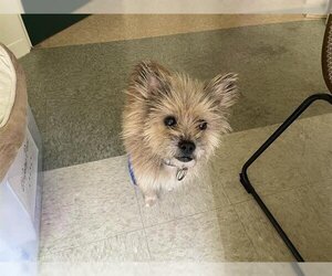 Cairn Terrier Dogs for adoption in Pasadena, CA, USA