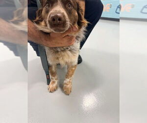 Australian Shepherd-Unknown Mix Dogs for adoption in Temple, TX, USA