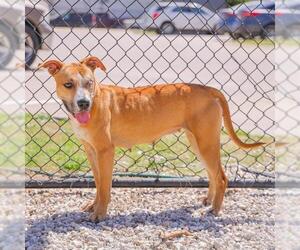 American Pit Bull Terrier-Unknown Mix Dogs for adoption in Waco, TX, USA