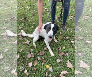 Border Collie-Unknown Mix Dogs for adoption in Sparta, TN, USA