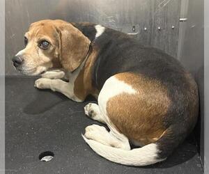 Beagle-Unknown Mix Dogs for adoption in San Antonio, TX, USA