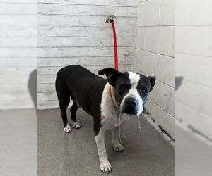 Mutt Dogs for adoption in San Bernardino, CA, USA