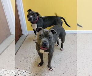 American Pit Bull Terrier Dogs for adoption in York, SC, USA