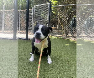 Boston Terrier-Unknown Mix Dogs for adoption in Hilton Head, SC, USA