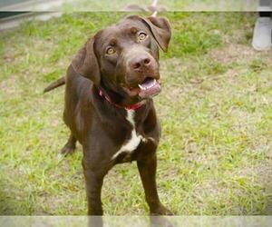 Labrador Retriever-Unknown Mix Dogs for adoption in Tallahassee, FL, USA