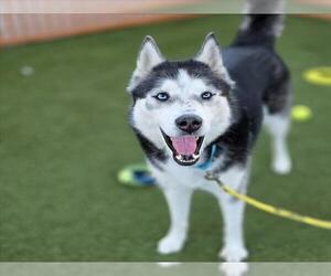 Siberian Husky-Unknown Mix Dogs for adoption in Las Vegas, NV, USA