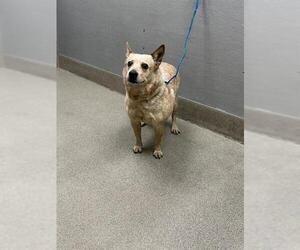 Mutt Dogs for adoption in Las Vegas, NV, USA