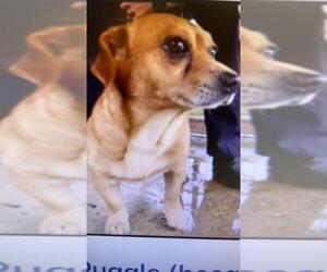 Puggle Dogs for adoption in Ridgefield, CT, USA