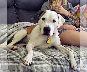 Medium Photo #1 American Bulldog-American Staffordshire Terrier Mix Puppy For Sale in Arlington, VA, USA